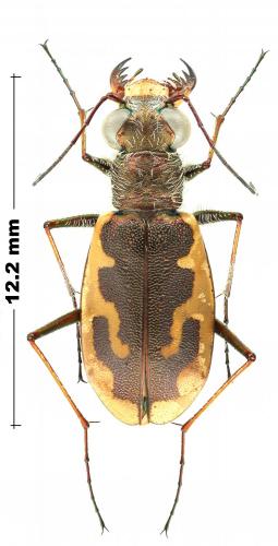 Réf. 243 624 : Cylindera hassenteufeli